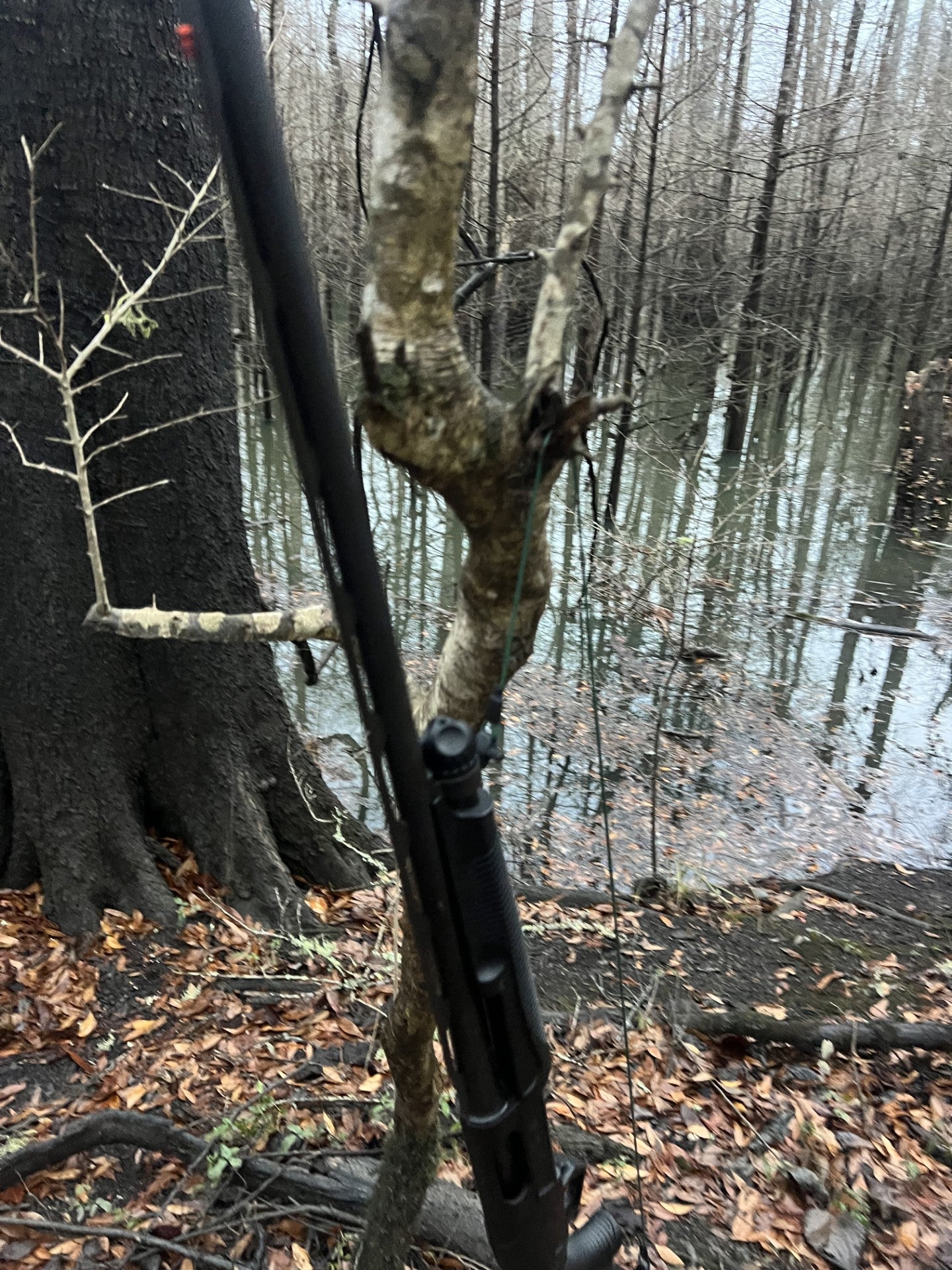 Lowcountry Sling